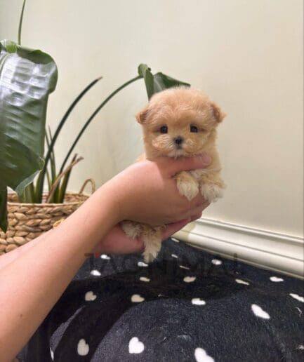 Tiny fluffy puppy cradled gently in caring hands.