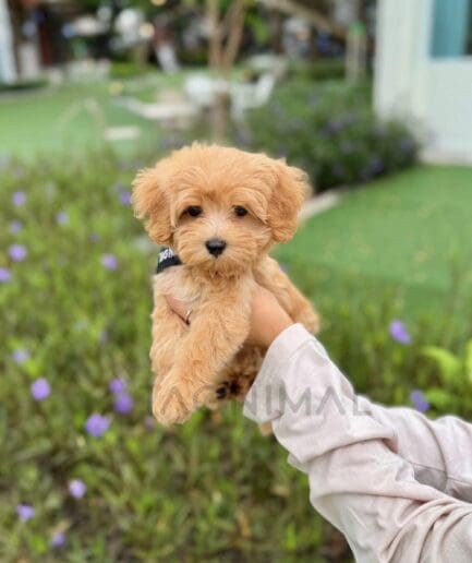 Three fluffy apricot puppies posing together with sweet expressions and dark eyes.