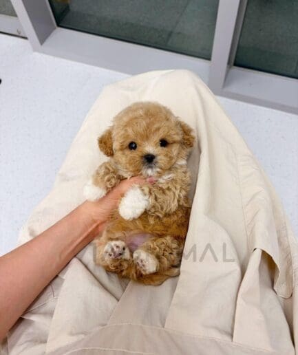 Three adorable curly-coated puppies sitting together with fluffy fur and sweet expressions.