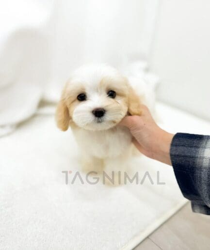 White and tan puppy with a soft, fluffy two-tone coat.