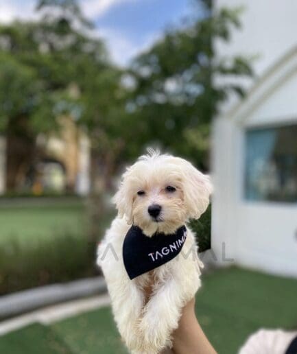 Fluffy white dog wearing a black bandana that contrasts with its soft coat.