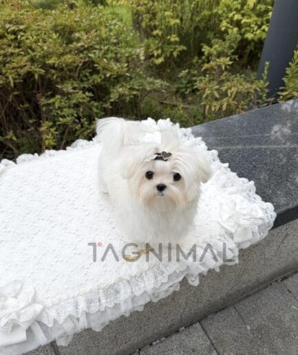 Fluffy white Maltese dog wearing a delicate lace dress for an elegant pet fashion look.