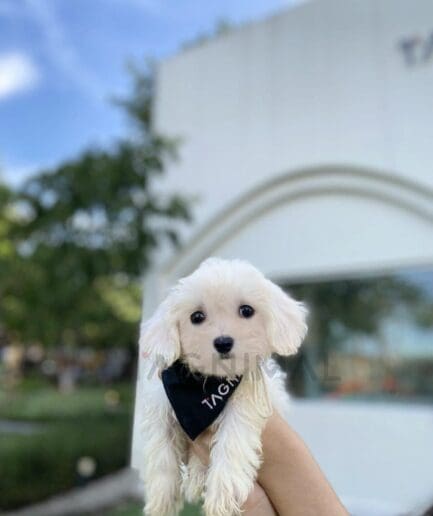White puppy wearing a black bandana.