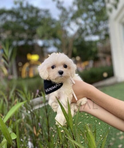 Cute white puppy wearing a black bandana against its soft, light-colored fur.