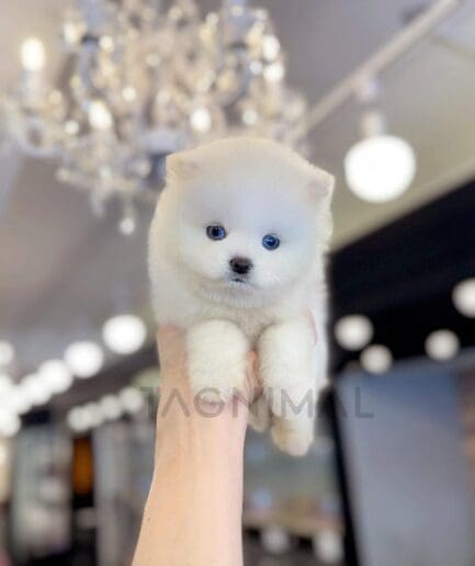 Fluffy white puppy with bright blue eyes and a soft, snowy coat.