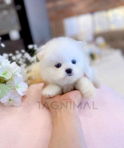 Fluffy white puppy beside delicate white flowers in a soft portrait.