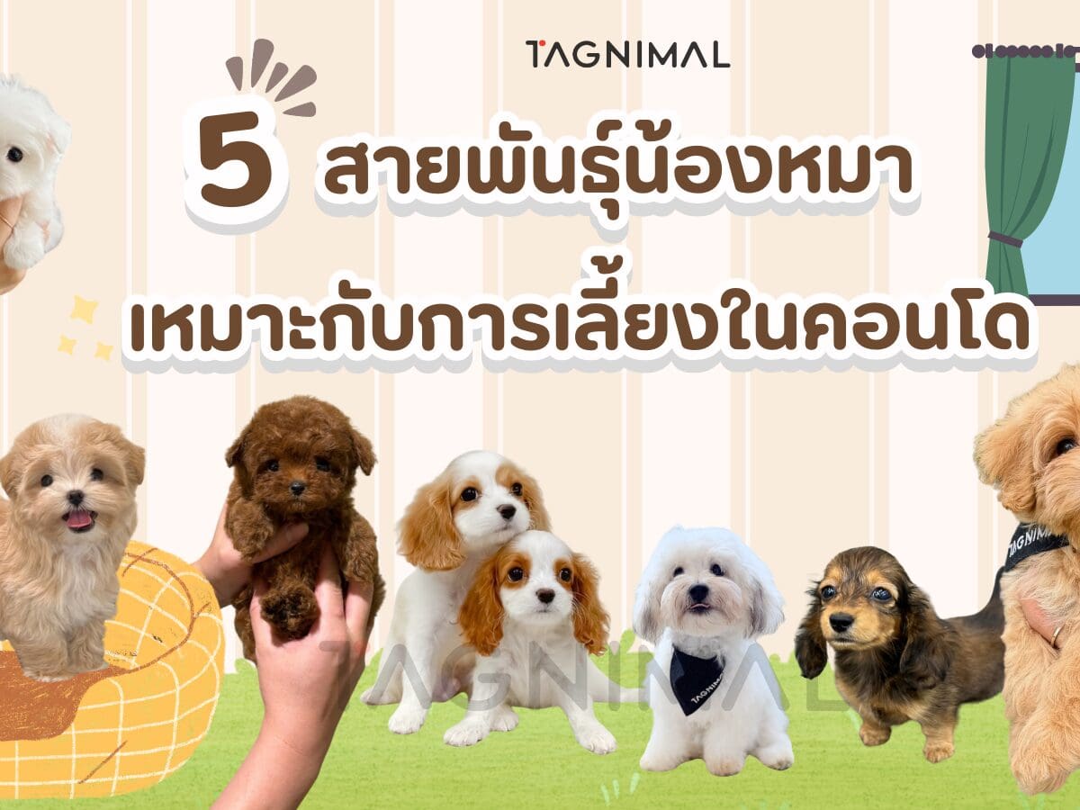Five best dog breeds for condos and small apartments.