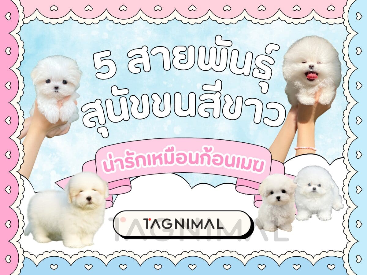 Five fluffy white dogs frame “5 Dog Breeds With White Fur” on a pastel background.