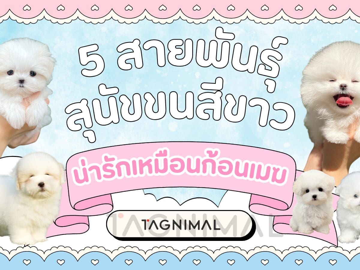 Five beautiful white dog breeds with snow-white coats and unique features.