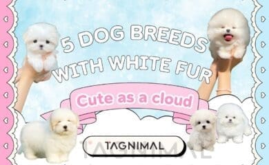 Five fluffy white dogs frame “5 Dog Breeds With White Fur” on a pastel background.