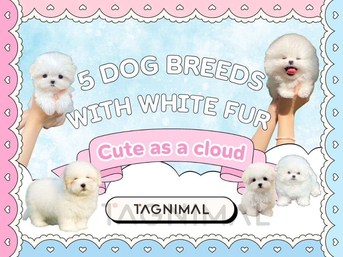 Five fluffy white dogs frame “5 Dog Breeds With White Fur” on a pastel background.