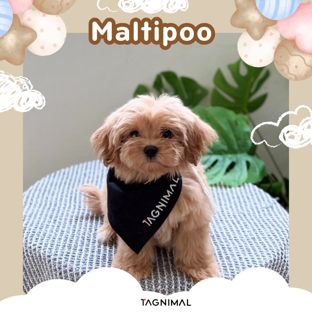 Fluffy apricot Maltipoo puppy wearing a black TAGNIMAL bandana, seated on blue-and-white gingham.