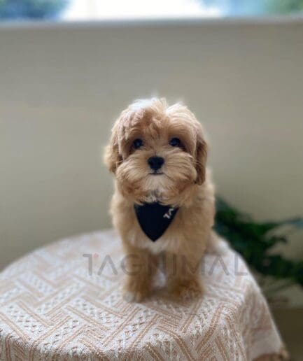 Fluffy apricot puppy wearing a dark bandana stands on a beige geometric-patterned ottoman.