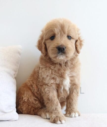 Fluffy apricot puppy with a soft, curly coat lounging on a cozy sofa.