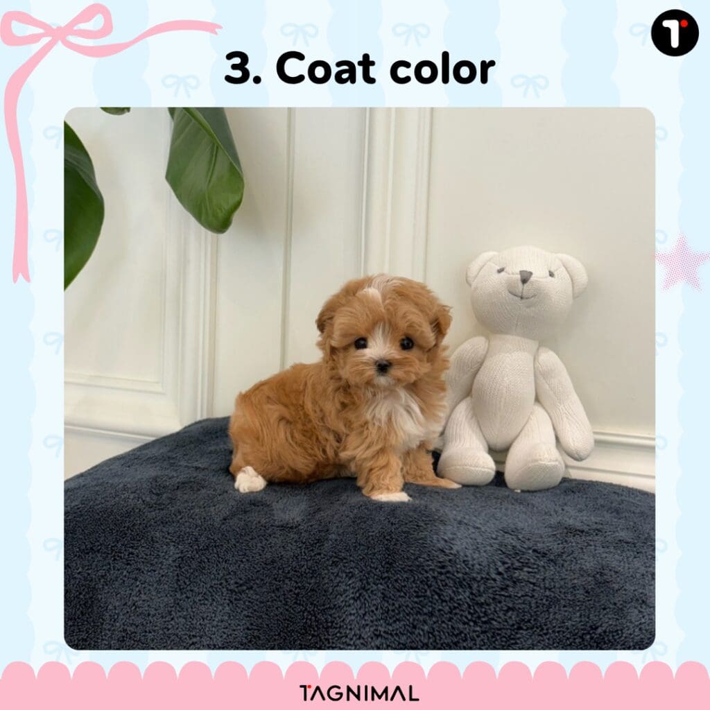 Apricot and white puppy with a soft two-tone coat and warm apricot markings.