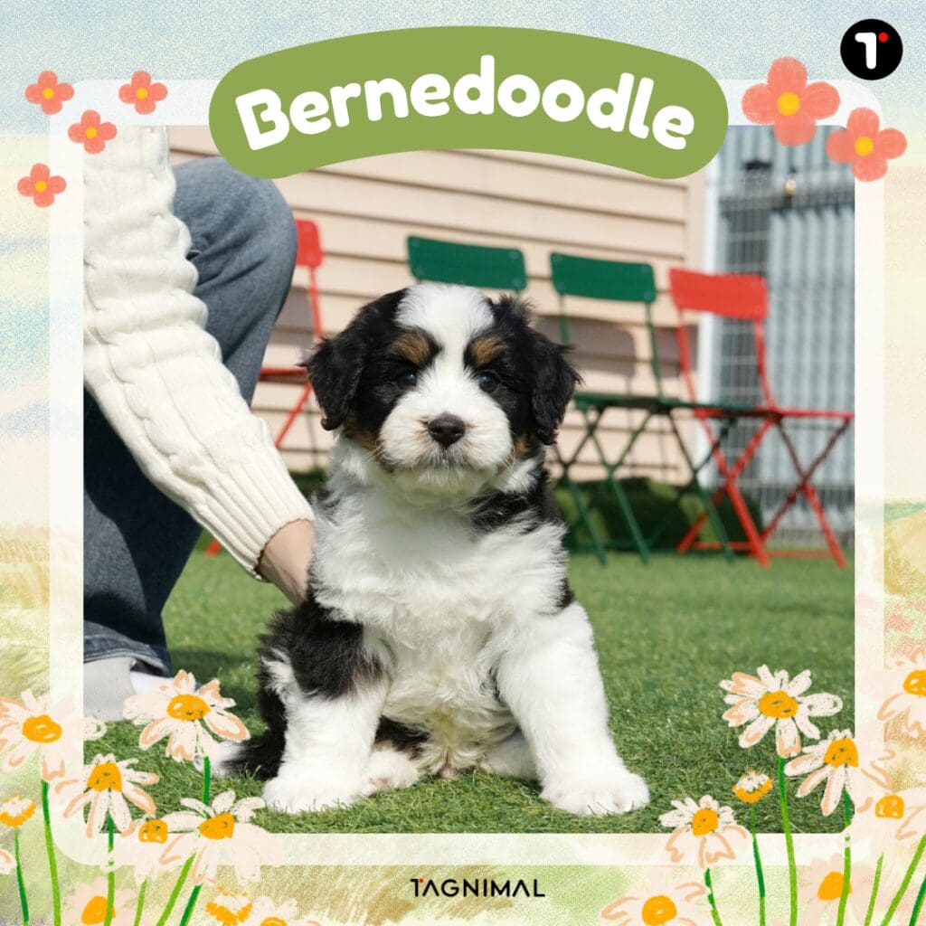 Playful Bernedoodle puppy enjoying outdoor fun on green grass.