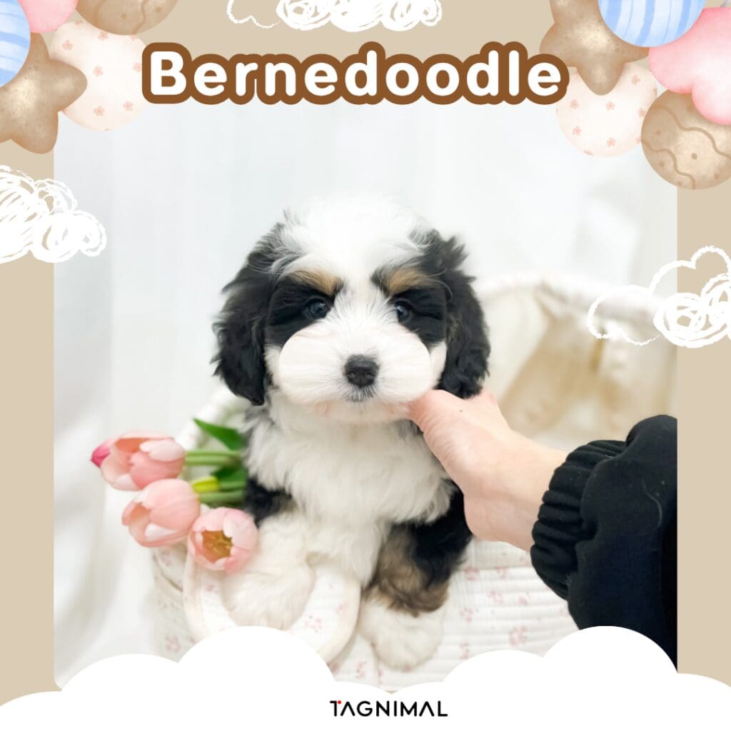 Tricolor Bernedoodle puppy on white bedding with pink flowers and pastel balloon decorations.