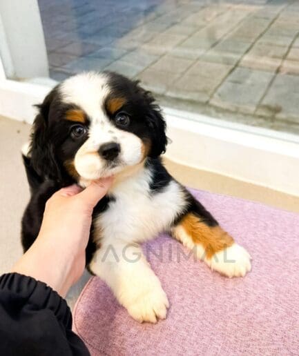 Fluffy Bernese Mountain Dog puppy with a black, white, and rust-colored tricolor coat.