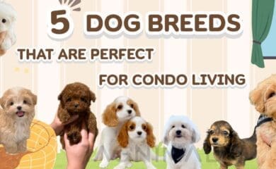 Five best dog breeds for condos and small apartments.