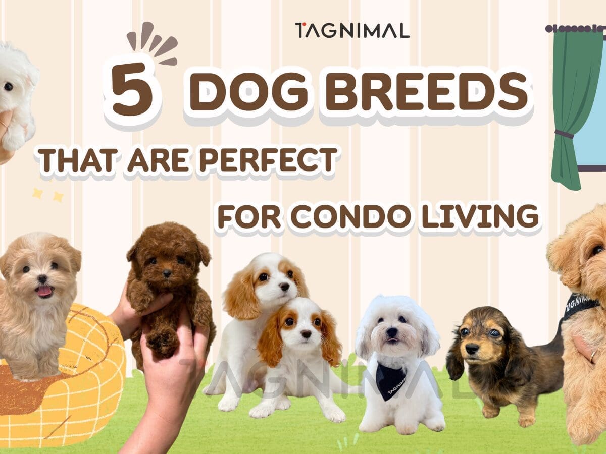 Five best dog breeds for condos and small apartments.