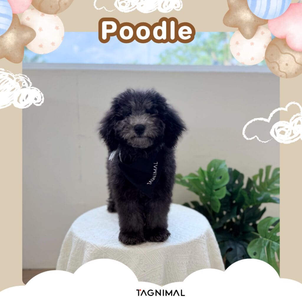 Fluffy black poodle standing on a white table in a pastel frame with balloons.