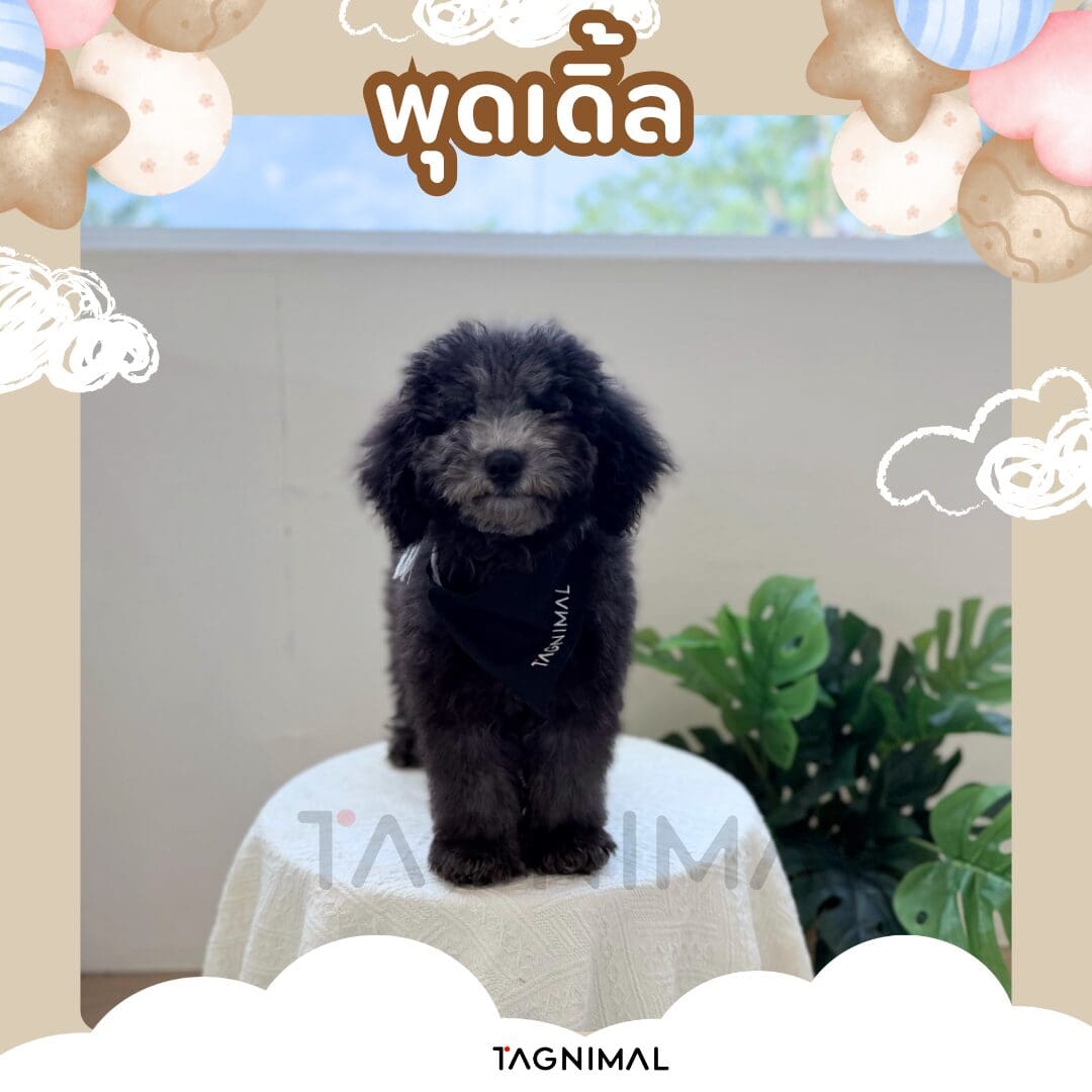 Fluffy black poodle standing on a white table in a pastel frame with balloons.