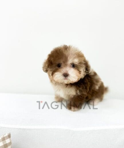 Fluffy brown and white puppy relaxing comfortably on a sofa.