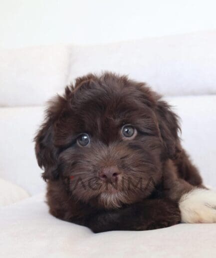 Chocolate brown puppy snuggled on a soft white blanket.