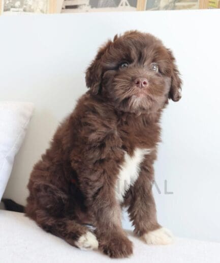 Fluffy brown puppy with soft fur and a sweet expression in a close-up portrait.