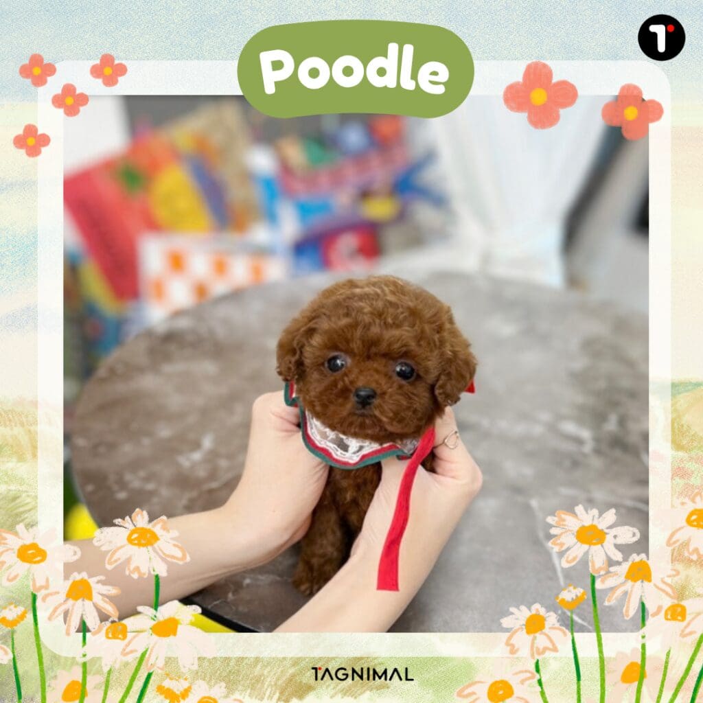 Brown toy poodle puppy with a soft, curly coat.