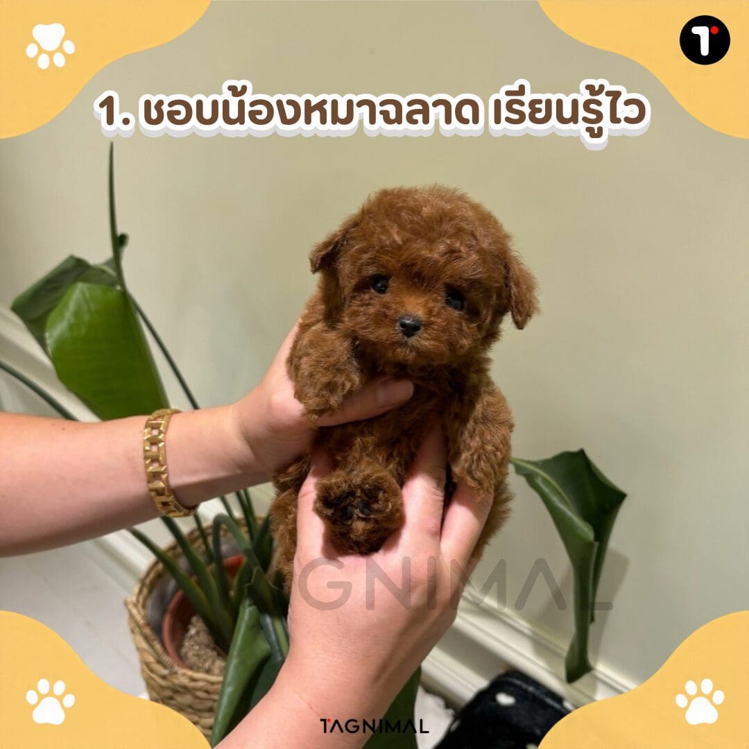 Curly brown puppy with a soft coat and bright, alert expression.