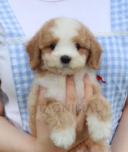 Brown and white puppy with soft, fluffy fur and a two-toned coat.