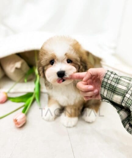 Brown and white puppy gently licking a person’s finger.