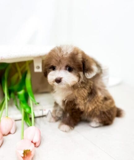 Brown and white puppy posing beside pink spring tulips.