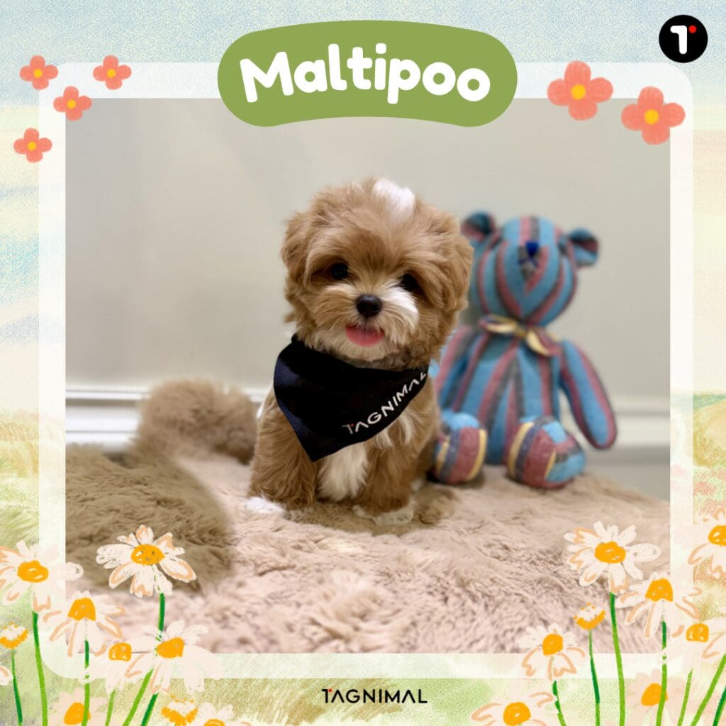 Caramel Maltipoo puppy portrait featuring the charming Maltese and Poodle mix.