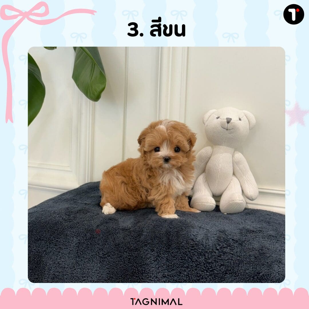 Apricot and white puppy with a soft two-tone coat and warm apricot markings.