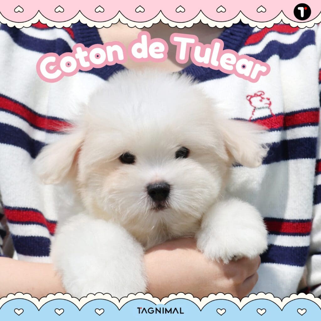 Coton de Tulear puppy with a soft, fluffy coat and sweet expression.
