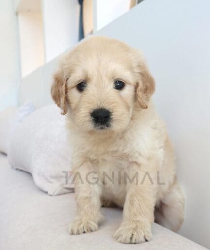 Cream-colored puppy with a soft coat and a sweet expression.