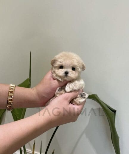 Tiny cream-colored puppy with soft, fluffy fur gently cradled in human hands.