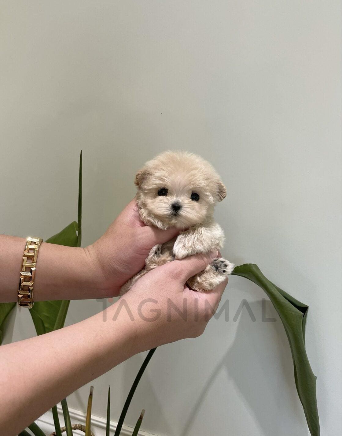 Tiny Cream-Colored Puppy Gently Cradled in Hands Tiny cream-colored puppy with soft, fluffy fur gently cradled in human hands.