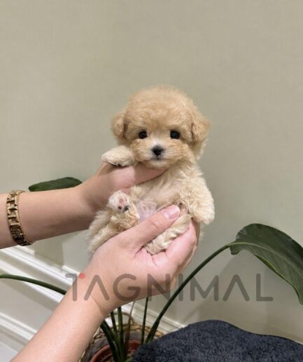 Tiny cream-colored puppy with soft, curly fur cradled gently in two hands.