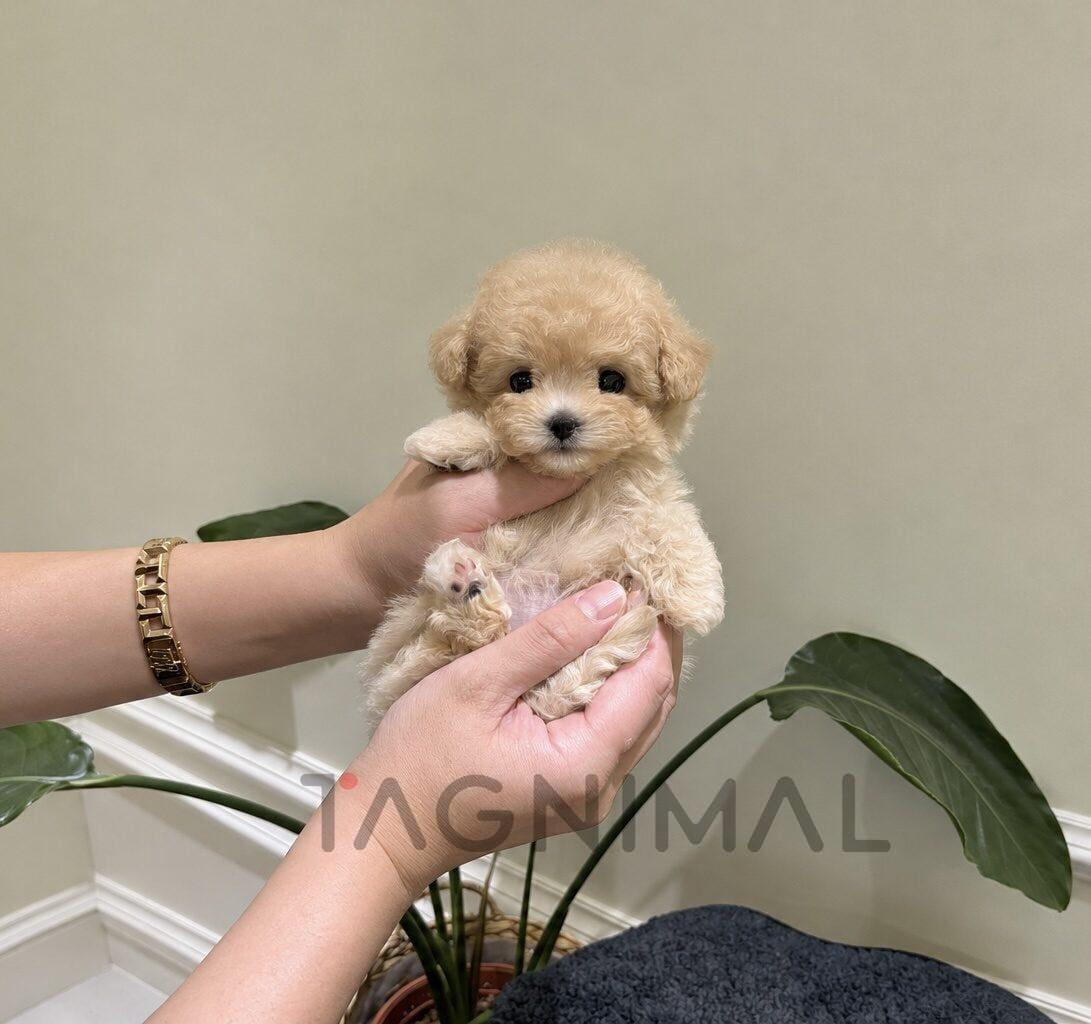 Tiny Cream-Colored Curly Puppy Gently Held in Hands Tiny cream-colored puppy with soft, curly fur cradled gently in two hands.