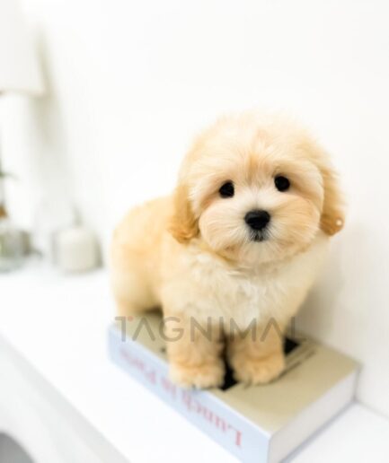 Soft, cream-colored dog plush toy nestled in a box.