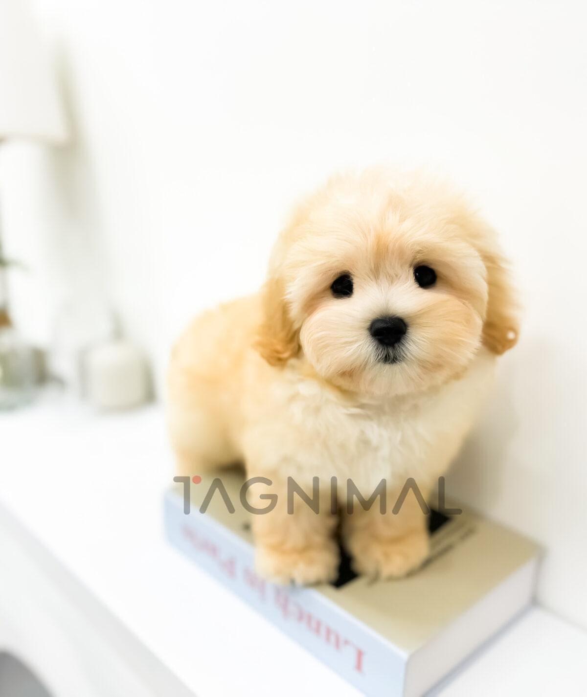 Cuddly Cream-Colored Dog Plush Toy in a Box Soft, cream-colored dog plush toy nestled in a box.