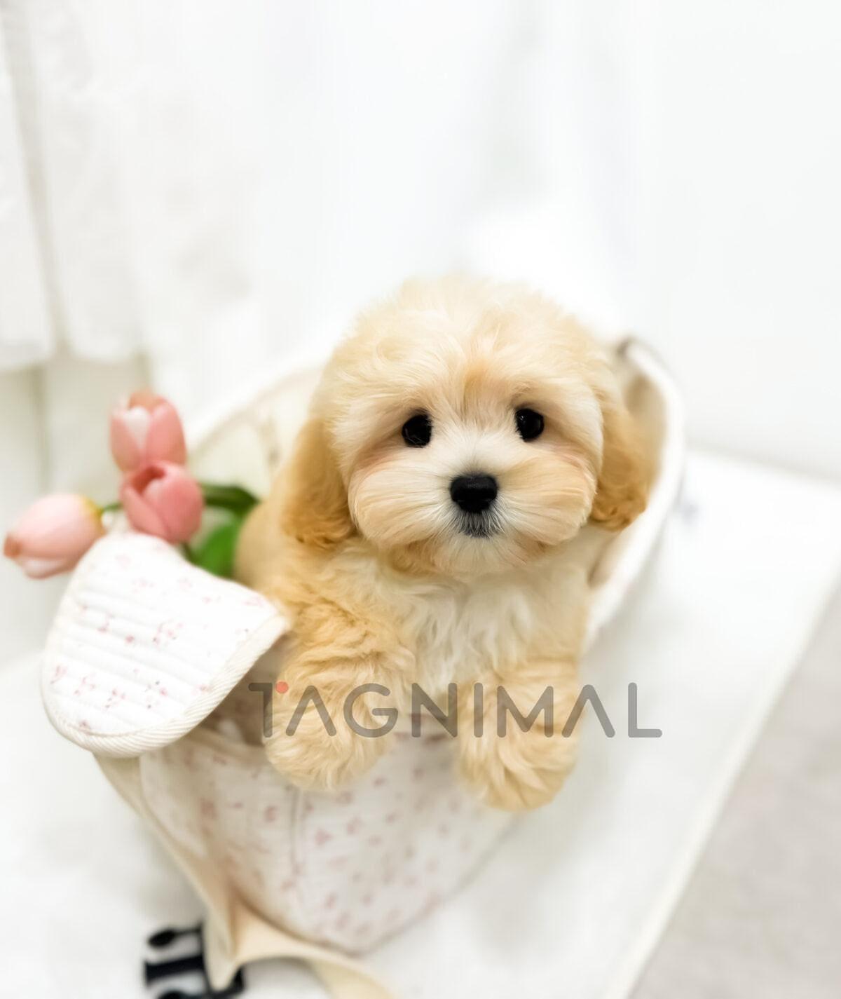 Adorable Cream Plush Puppy in a Floral Basket Adorable cream plush puppy nestled in a floral basket with soft, cuddly textures.