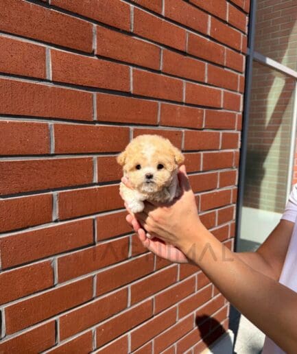 Fluffy cream-colored puppy gently held in front of a textured brick wall.