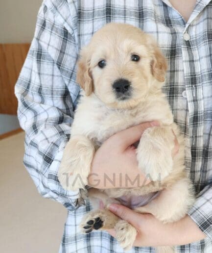 Cream-colored puppy resting comfortably in a caregiver’s arms.