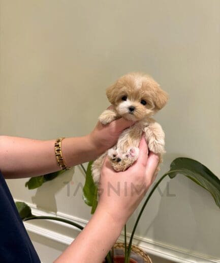 Fluffy cream-colored puppy cradled in hands, showing its soft fur and tiny size.