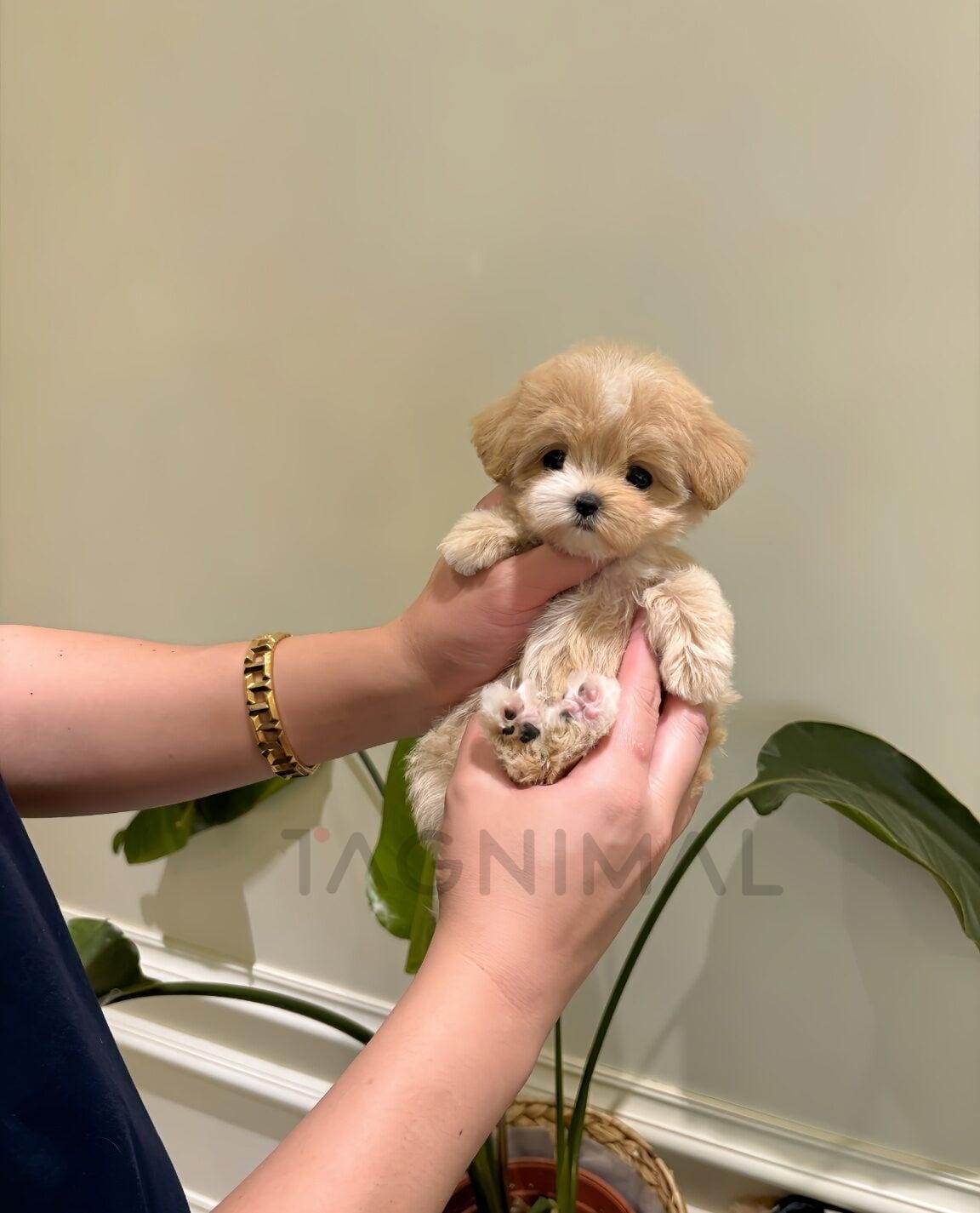 Fluffy Cream Puppy Cradled in Gentle Hands Fluffy cream-colored puppy cradled in hands, showing its soft fur and tiny size.