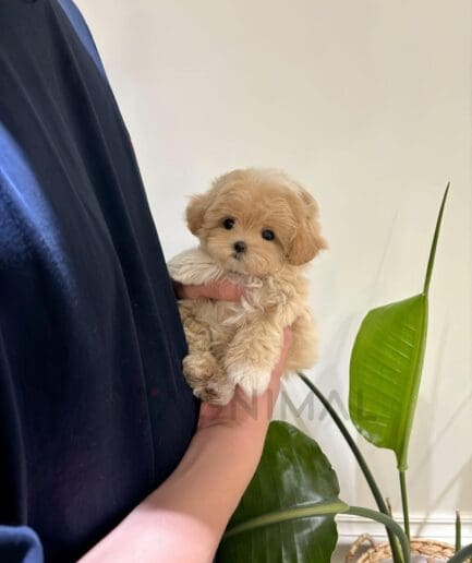 Cream-colored puppy resting comfortably in someones arms.